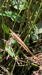 Leptysma marginicollis