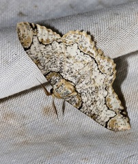 Biston suppressaria