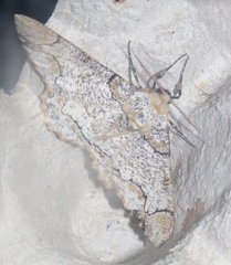 Biston suppressaria