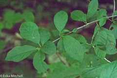 Phytomyza ilicis group