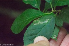 Phytomyza ilicis group