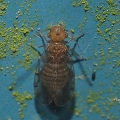 Ectopsocus meridionalis