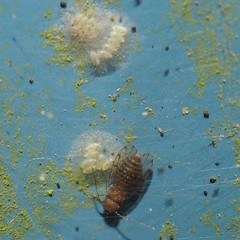 Ectopsocus meridionalis