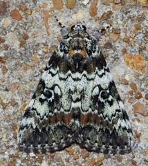 Catocala connubialis