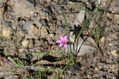 Romulea rosea australis