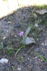 Romulea rosea australis
