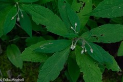 Liriomyza limopsis