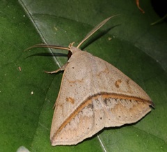 Ugia insuspecta
