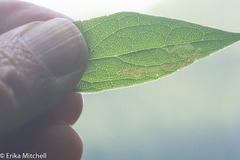 Liriomyza limopsis