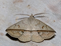 Ugia insuspecta