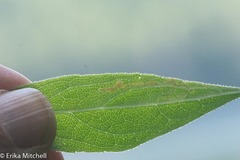 Liriomyza limopsis