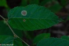 Cameraria betulivora