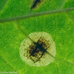 Cameraria betulivora