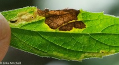 Liriomyza limopsis