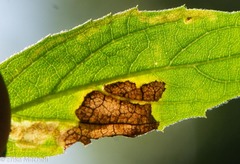 Liriomyza limopsis