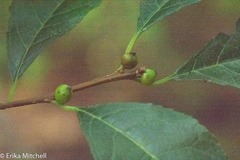 Phytomyza ilicis group