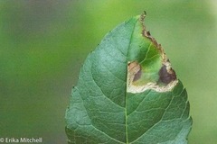 Phytomyza ilicis group