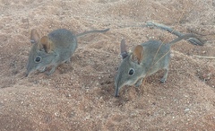 Elephantulus rupestris