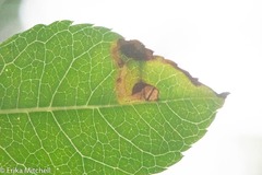 Phytomyza ilicis group