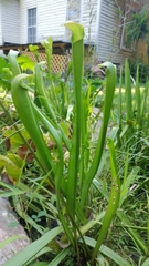 Sarraceniaceae