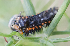 Sassacus papenhoei