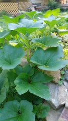 Cucurbita maxima maxima
