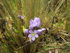 Gentianella foliosa