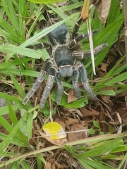 Aphonopelma seemanni