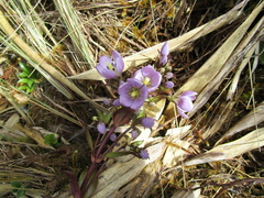 Gentianella foliosa