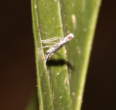 Psydrocercops wisteriae