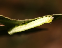Hypocala deflorata