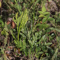 Sceptridium multifidum