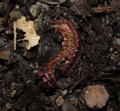Pseudopolydesmus canadensis