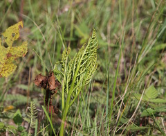 Sceptridium multifidum