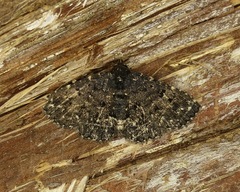 Metalectra tantillus