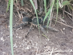 Aphonopelma seemanni