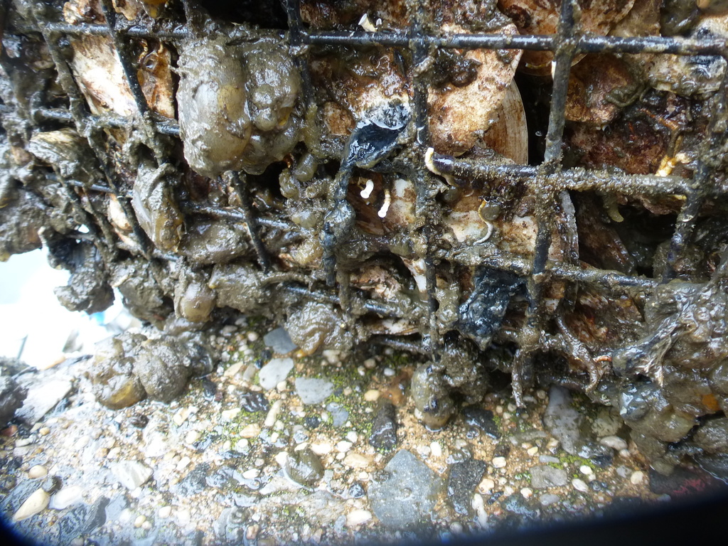limy tubeworm