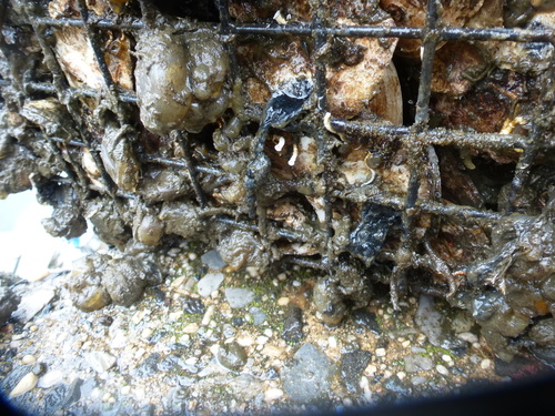 limy tubeworm