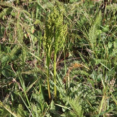 Sceptridium multifidum