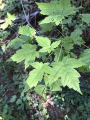 Acer glabrum douglasii
