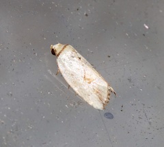 Strotihypera macroplaga