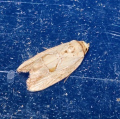 Strotihypera macroplaga