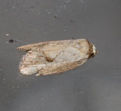 Strotihypera macroplaga