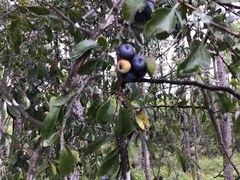 Crataegus brachyacantha