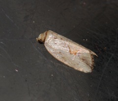 Strotihypera macroplaga