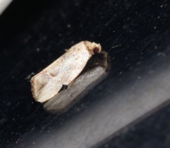 Strotihypera macroplaga