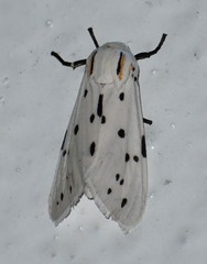 Ectypia bivittata