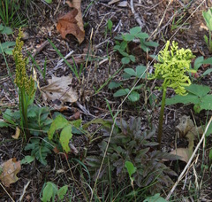 Sceptridium multifidum