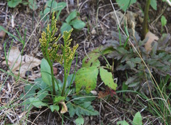 Sceptridium multifidum