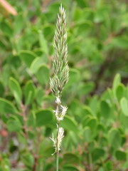 Calamagrostis ophitidis